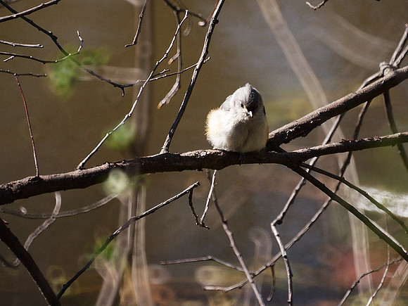 Tufted Titmouse, Central Park