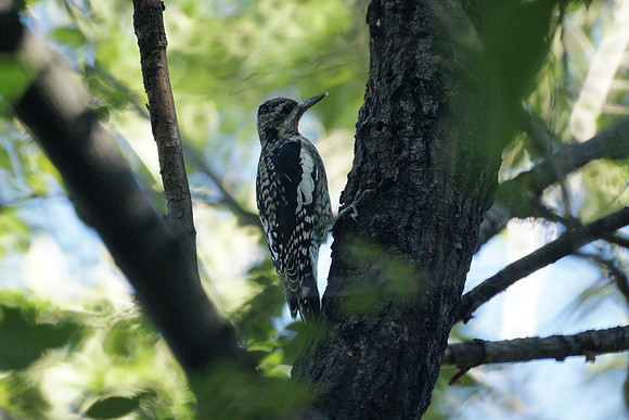 Yellow-Bellied Sapsucker, Central Park