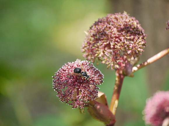 Bald-faced Hornet, Brooklyn Botanic Garden