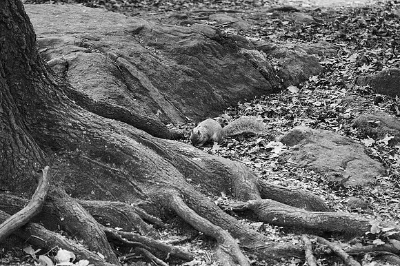 Tree roots, squirrel, rocks