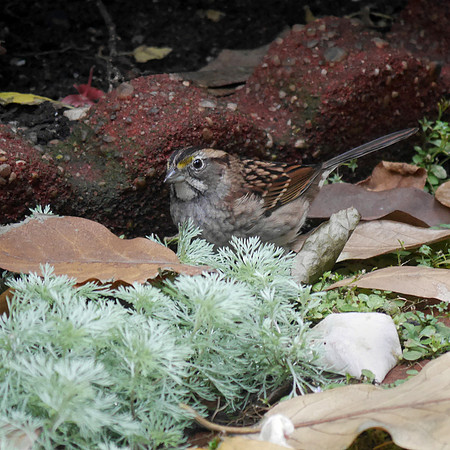 White-Throated sparrow, St. Bartholomew's Church