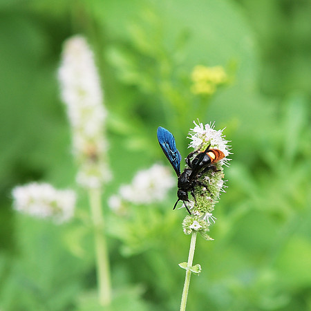 Wasp at work