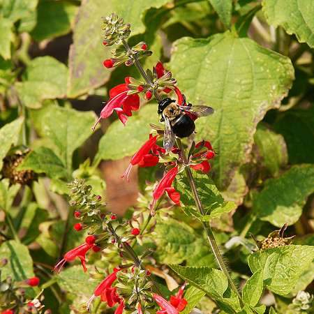 At the Brooklyn Botanic Garden