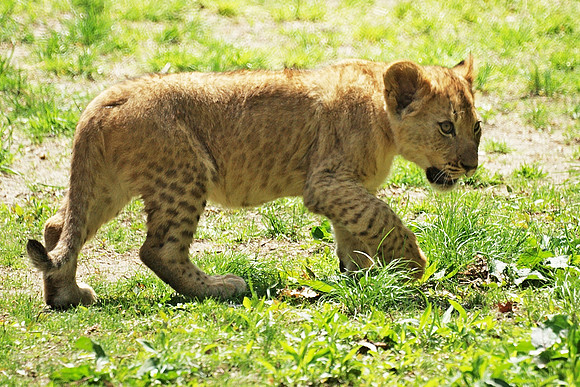 Lion Cub on the Prowl