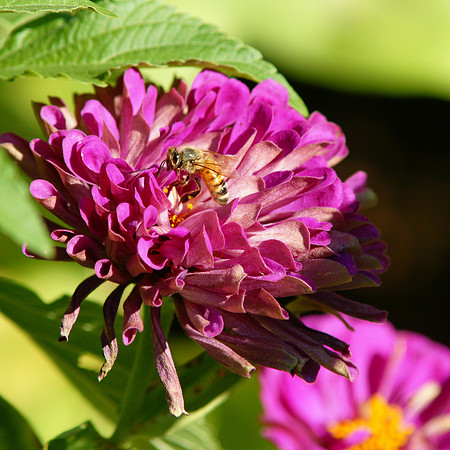 Bee and Zinnia