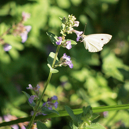 Cabbage butterfly, Theodore Roosevelt Park