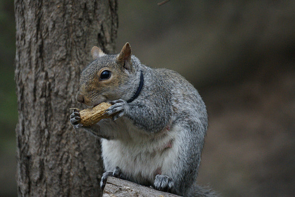 Squirrel, Central Park