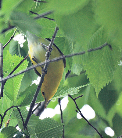 Prothonotary Warbler, Central Park