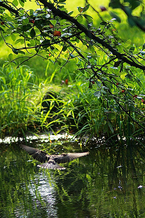 Kingbird Hits the Water
