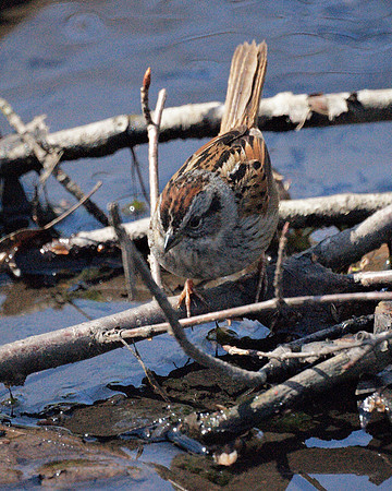 Swamp Sparrow, Central Park