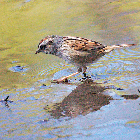 Swamp Sparrow, Central park