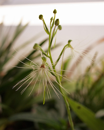 Habenaria medusa