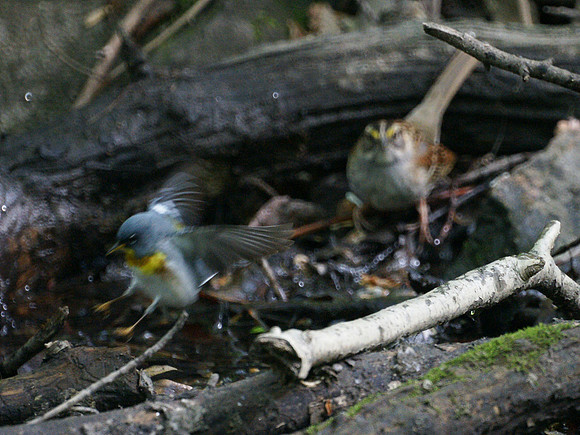 Parula launch