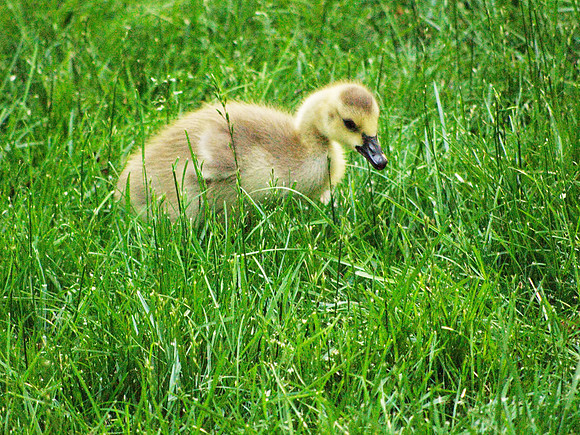 Gosling, near Turtle Pond
