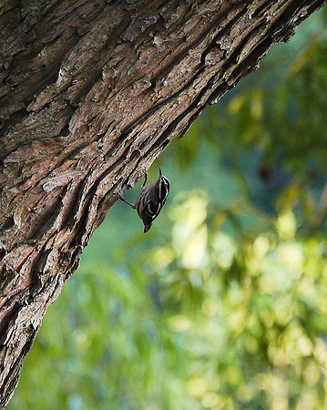 Black and White Warbler, Central Park