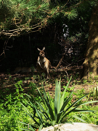 It wasn't a rock, it was a Rock Wallaby