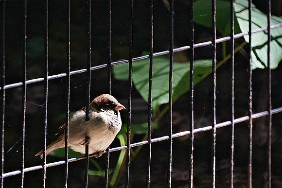 fence, sparrow, fence, leaves