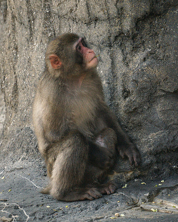 Snow Monkey, Central Park Zoo
