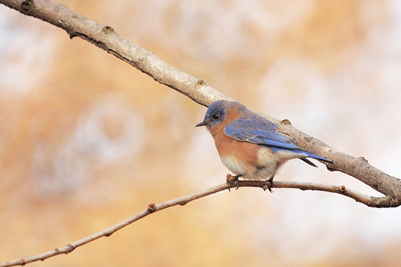 Eastern Bluebird, Central Park