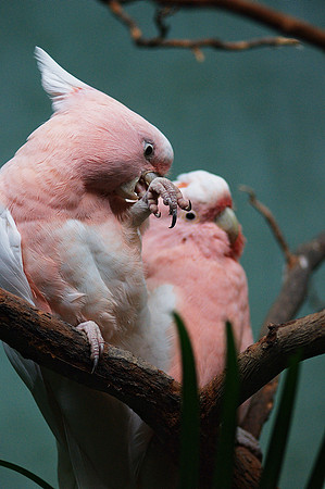 Major Mitchell’s Cockatoos, Prospect Park Zoo