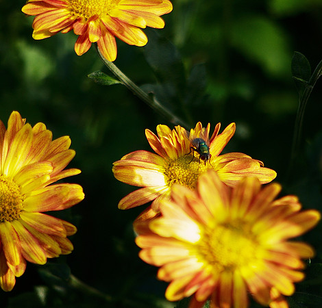 Fly and Flowers, Central Park Conservancy Garden