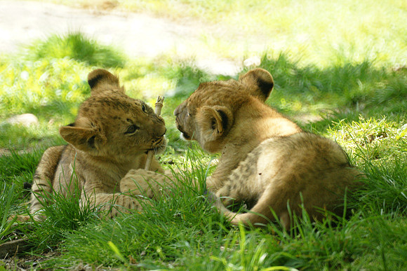 Lion Cubs, Bronx Zoo