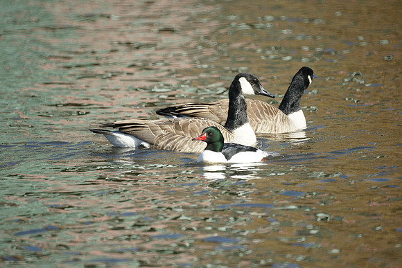 Common Merganser and Canada Geese, Harlem Meer