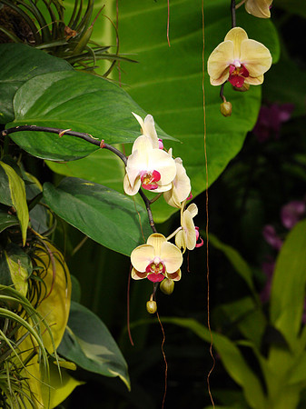 Phalaenopsis
