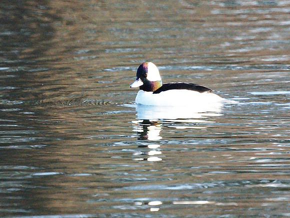 Bufflehead