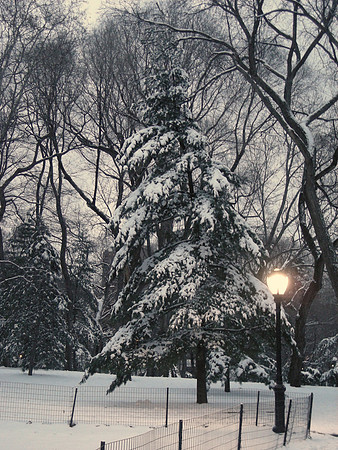 sundown tree
