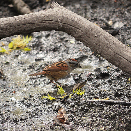 Swamp Sparrow, Central Park