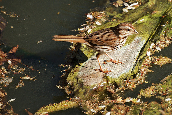 Song Sparrow, Central Park