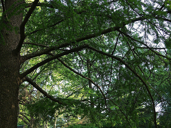 tree branches and sparrow
