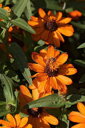 Bee and Zinnias
