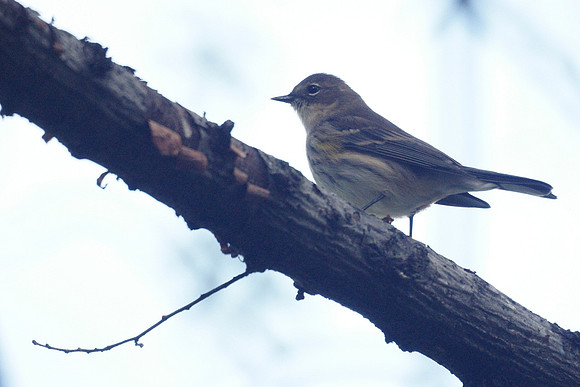 Yellow-Rumped Warbler, Autumn, Central Park