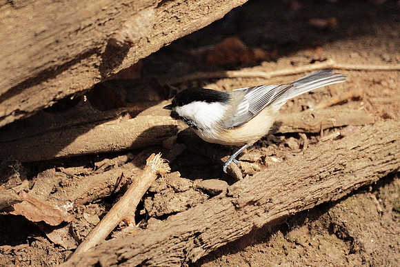Black-Capped Chickadee, Central Park