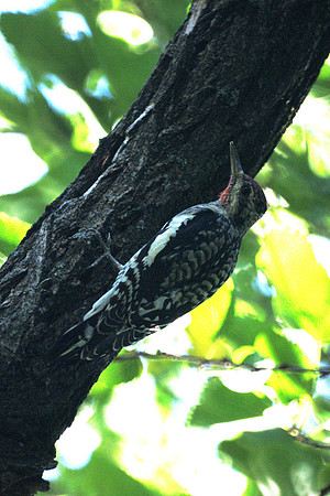 Yellow-Bellied Sapsucker, Central Park