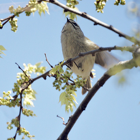 Golden-Crowned Kinglet, Central Park