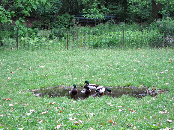 Puddle ducks, Tupelo Meadow, Central Park