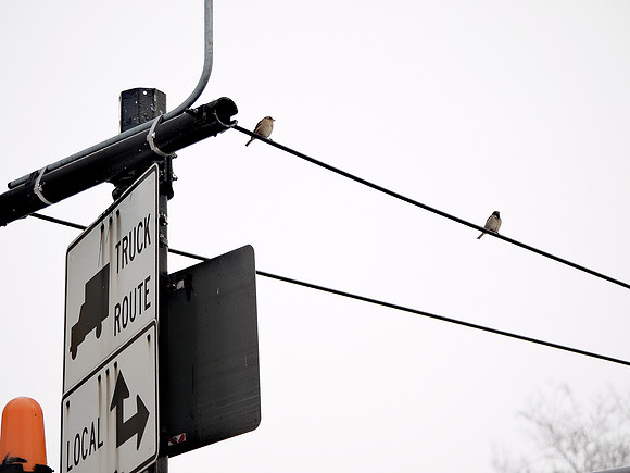 Sparrows, Upper West Side