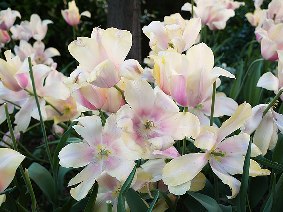 Tulips