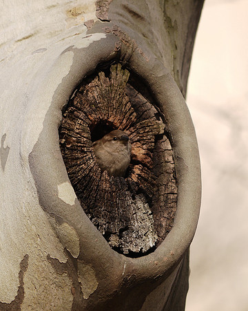 House Sparrow, Central Park