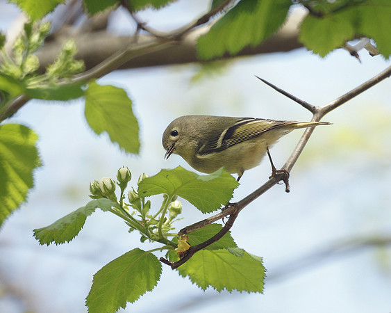 Ruby-Crowned Kinglet, NY Botanical Garden