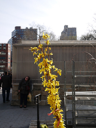 Forsythia stalks, Union Square Greenmarket