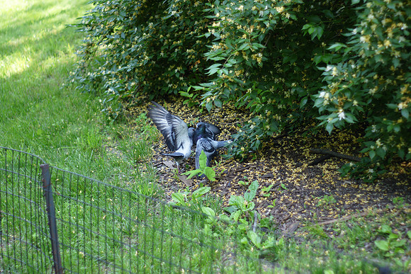 Pigeon fight, Central Park