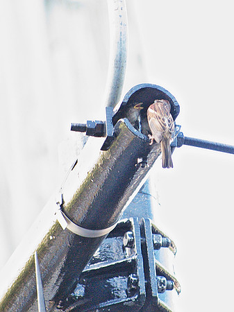 Urban Nest
