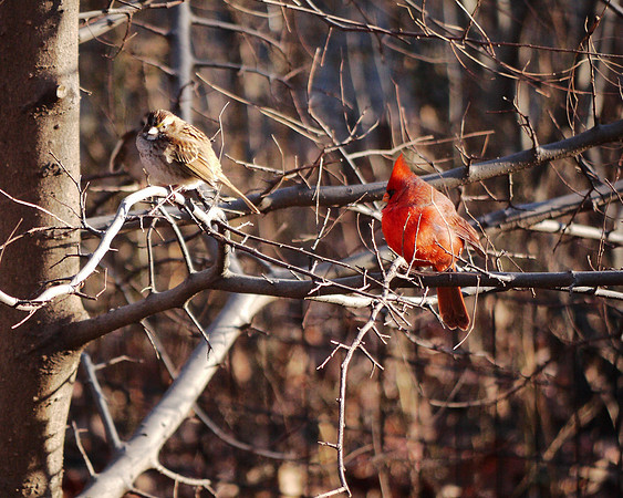 Cardinal and White-Throated Sparrow, Central Park