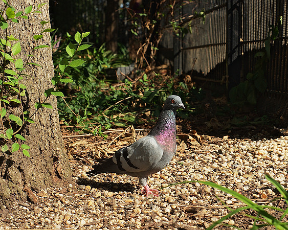 Pigeon, Union Square Park
