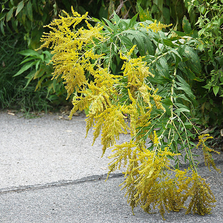 Brooklyn Botanic Garden