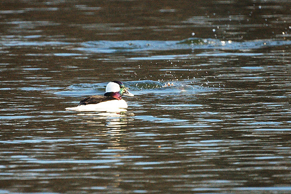 Bufflehead